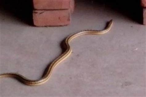 家中有蛇怎麼辦